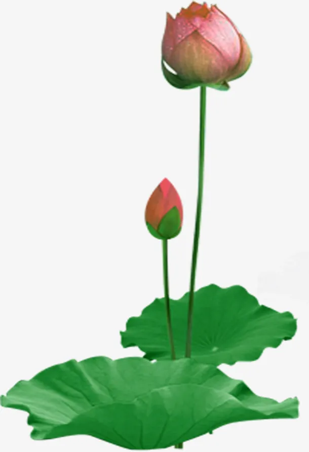 粉色荷花免抠