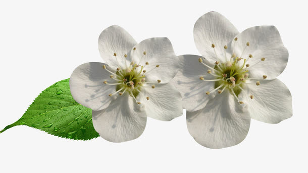 梨花花瓣和树叶图片素材免抠