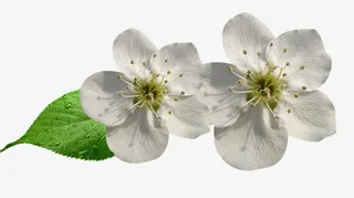 梨花花瓣和树叶图片素材免抠