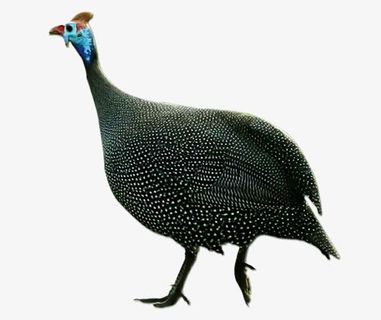 家禽珍珠鸡免抠