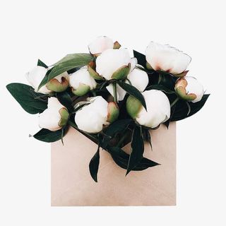 白玫瑰图片素材免抠