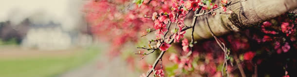 桃花免抠