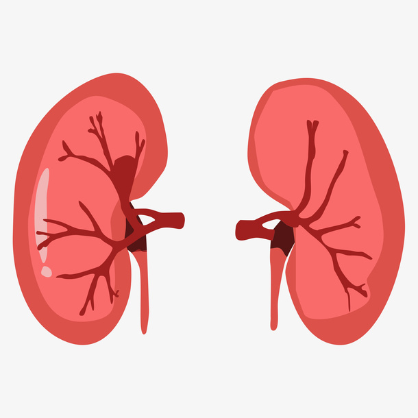 人体器官肾脏计免抠