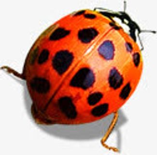 春天黄红色昆虫装饰免抠装饰动物元素