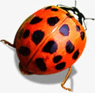 春天黄红色昆虫装饰免抠装饰动物元素