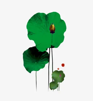 中国风手绘荷叶免抠