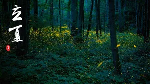 立夏萤火虫夜晚高清