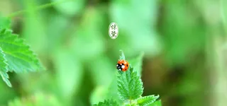 清新 文艺 绿色 虫 惊蛰 背景banner高清