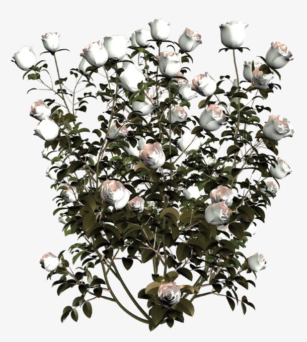 花卉素材绿植花草免抠