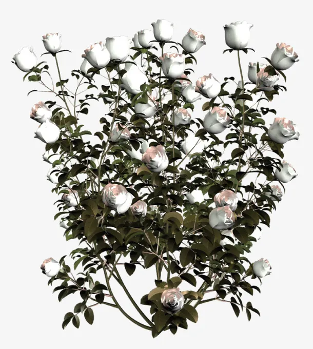 花卉素材绿植花草免抠