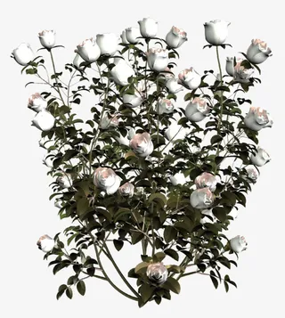 花卉素材绿植花草免抠