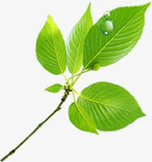 绿色春天树叶露珠免抠