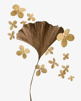 手绘银杏叶免抠素材免抠