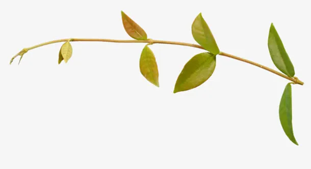 免抠透明黄色小绿叶免抠