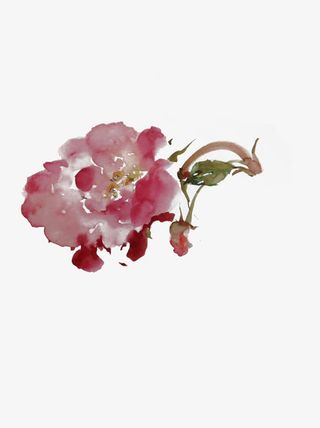 红色牡丹花水彩牡丹花中国风免抠