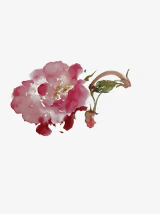 红色牡丹花水彩牡丹花中国风免抠