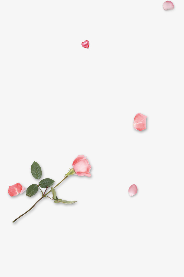 粉红玫瑰免抠