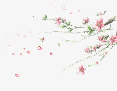 墙角梅花免抠 墙角梅花免抠