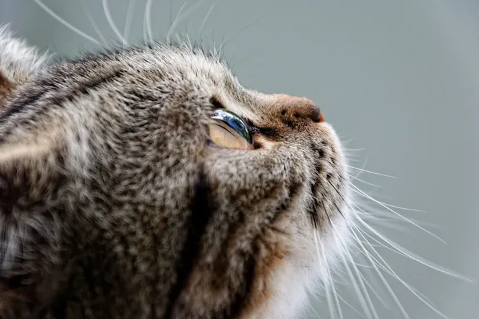 高清猫咪侧脸高清