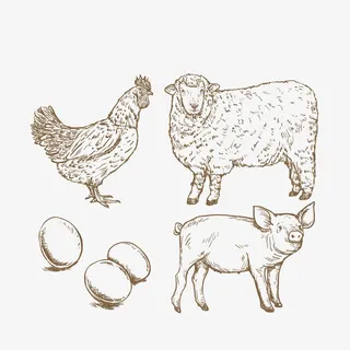 矢量农场公鸡免抠