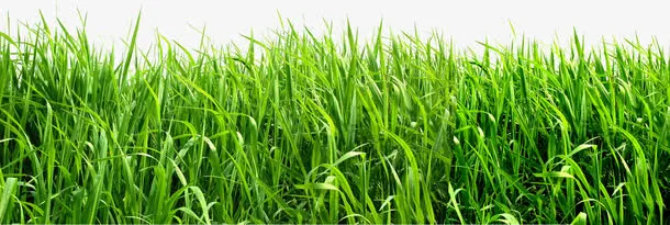 清新绿色景观草丛免抠