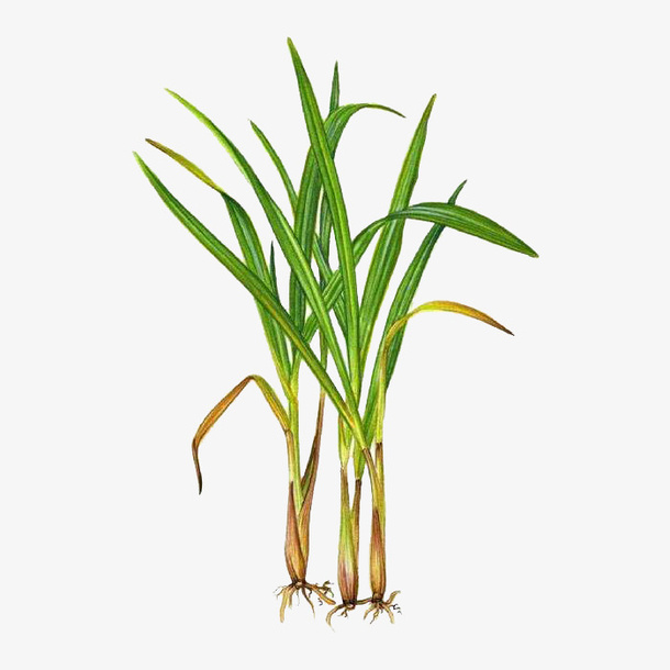 柠檬草香茅草免抠