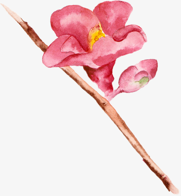 枝干上的花免抠