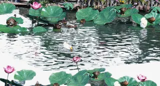 荷塘荷花元素免抠