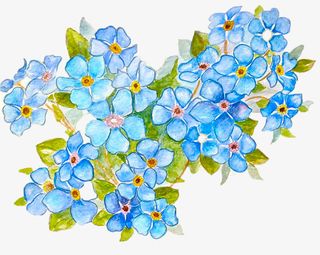 手绘花朵勿忘我免抠