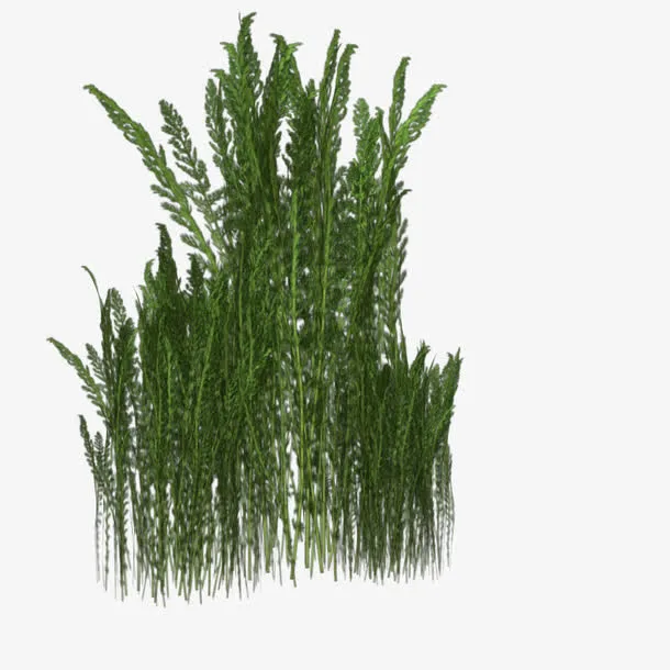 一堆杂草免抠