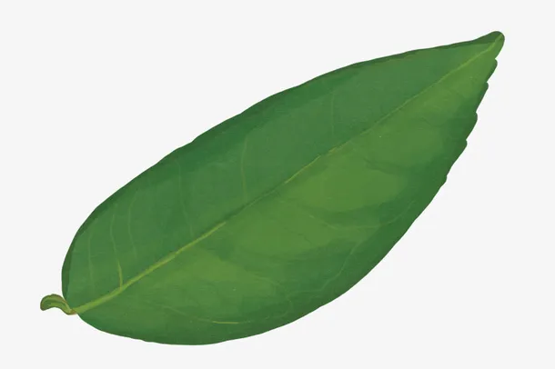 卡通叶子免抠