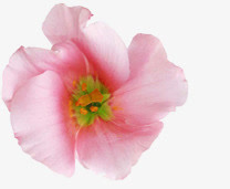 春天粉色古风桃花免抠