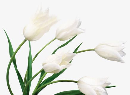 百合免抠