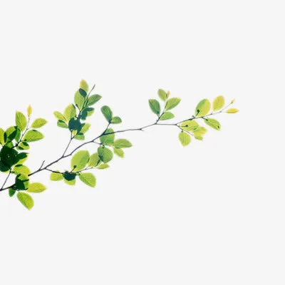 茂盛树枝叶子免抠