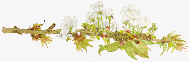 梨树枝花朵免抠