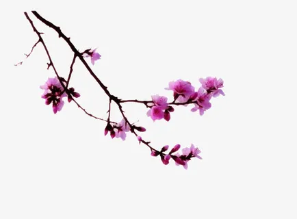 左边角梅花树枝免抠