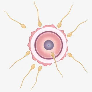 卡通受精卵免抠