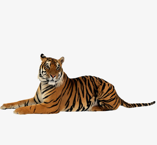 老虎猛虎免扣图片免抠