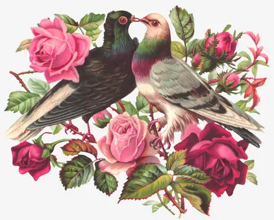 玫瑰花鸽子免抠