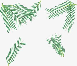 绿色的松枝免抠