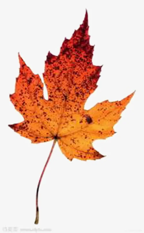 美丽的枫叶免抠