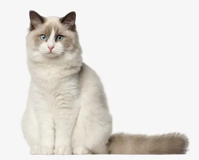 可爱的布偶猫咪免抠 可爱的布偶猫咪免抠