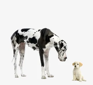 大狗和小狗免抠