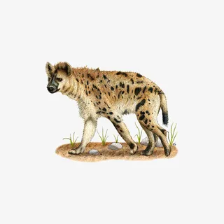 田野里的野狗免抠