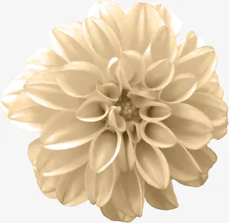 鲜花元素免抠 鲜花元素免抠