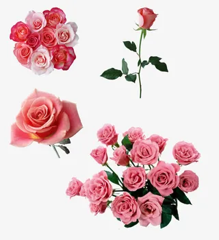 玫瑰花免抠