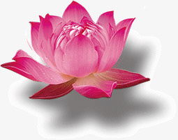 荷花花朵盛开免抠