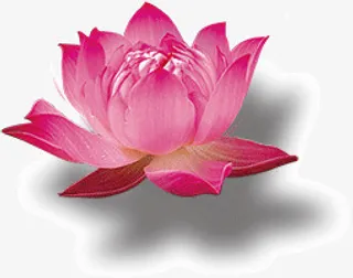 荷花花朵盛开免抠