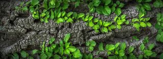 绿叶树皮背景高清