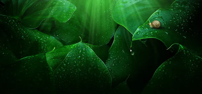 绿色树叶蜗牛背景装饰高清